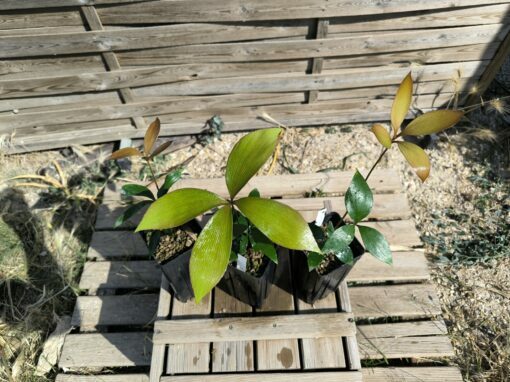 Zamia  purpurea "Large Grooved" x splendens hybrid - Image 7