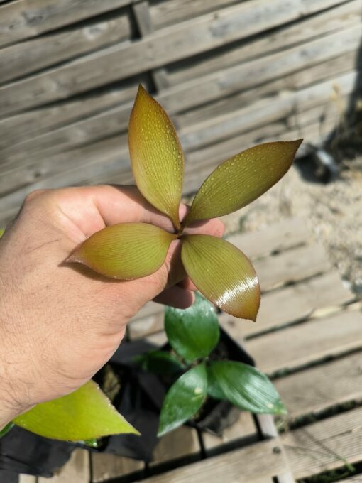 Zamia  purpurea "Large Grooved" x splendens hybrid - Image 8