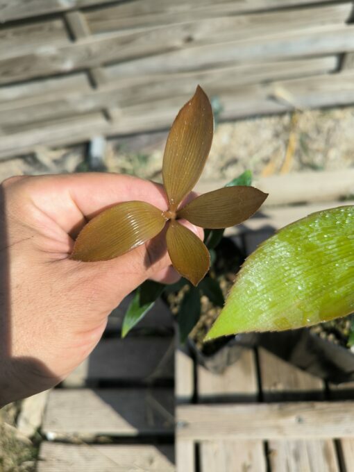 Zamia  purpurea "Large Grooved" x splendens hybrid - Image 9