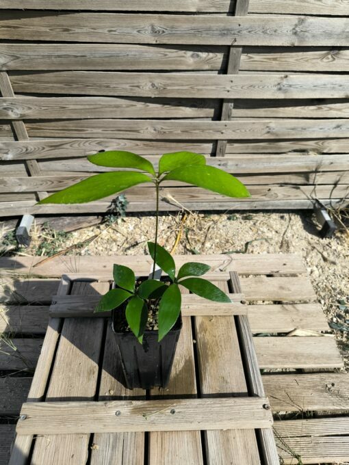Zamia  purpurea "Smooth" x splendens hybrid - Image 3