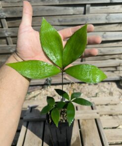 Zamia purpurea "Smooth" x splendens hybride