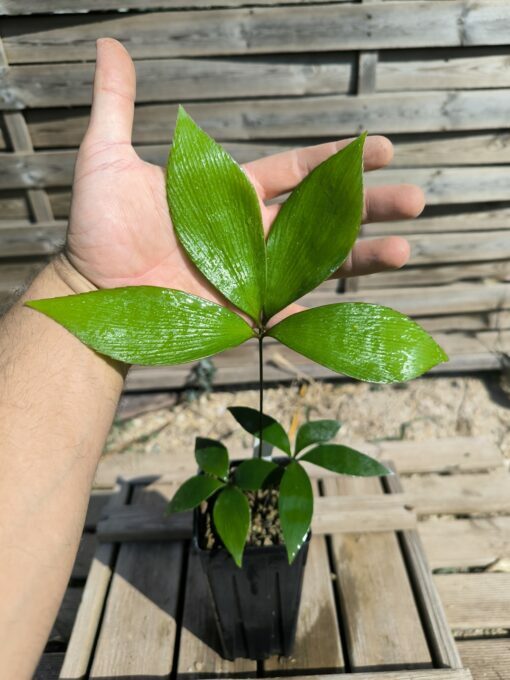 Zamia  purpurea "Smooth" x splendens hybrid