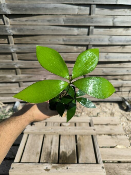 Zamia  purpurea "Smooth" x splendens hybrid - Image 4