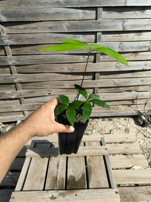 Zamia  purpurea "Smooth" x splendens hybrid - Image 5