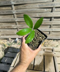 Zamia sp. Baracoa x sp. Jamaican Giant Hybrid