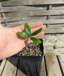 Zamia sp. Varadero