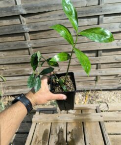 Zamioculcas zamiifolia "Mozambique"