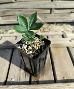 Amorphophallus myosuroides "Silver"