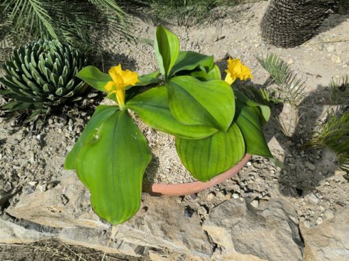 Costus spectabilis - Image 10