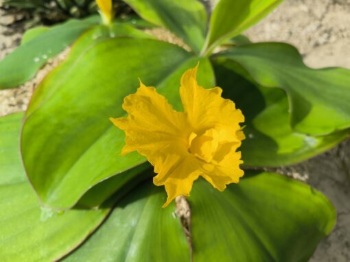 Costus spectabilis - Image 2