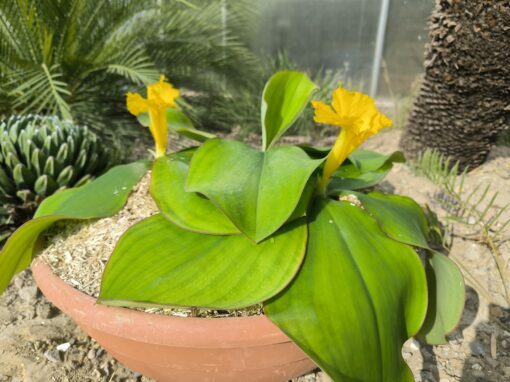 Costus spectabilis - Image 9