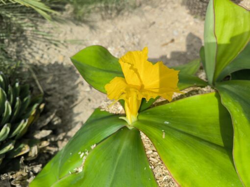 Costus spectabilis - Image 7