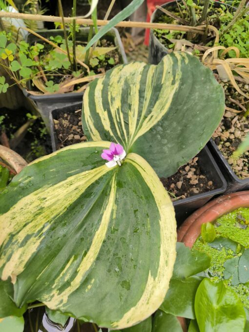 Kaempferia galanga Variegata – Image 5