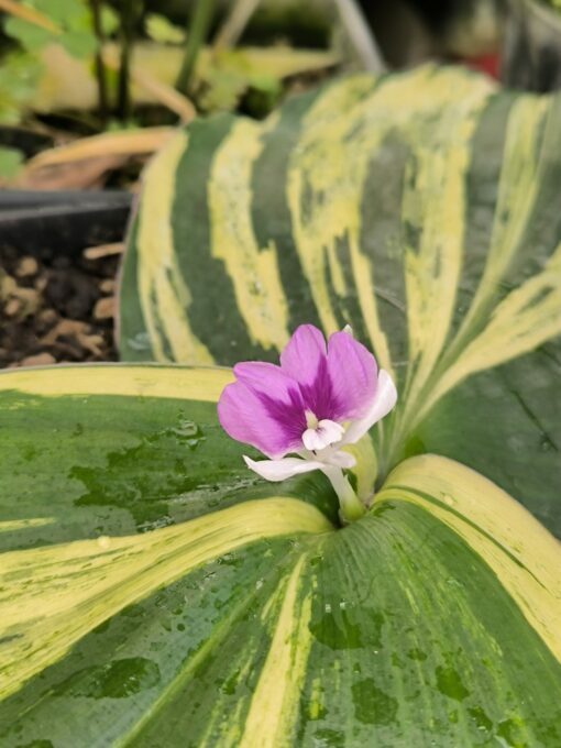 Kaempferia galanga Variegata – Image 2