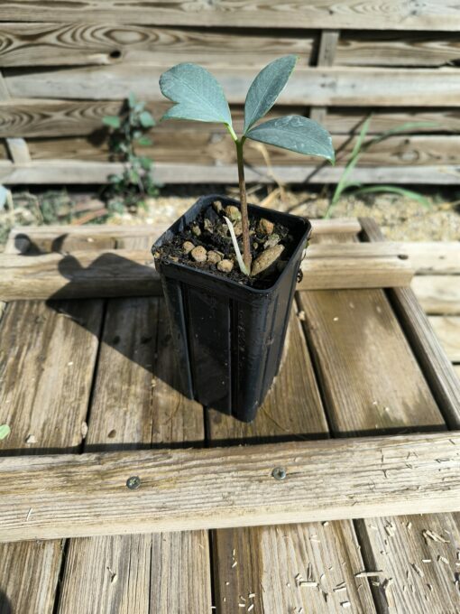 Amorphophallus glaucophyllus – Image 3