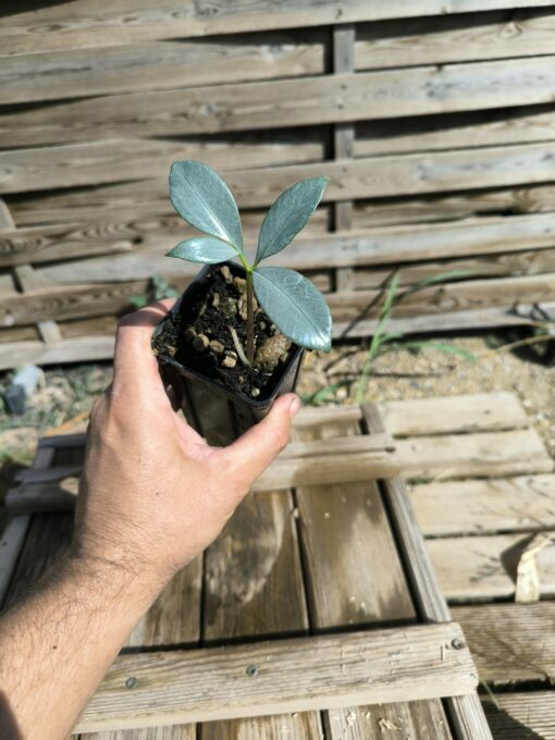Amorphophallus glaucophyllus – Image 4