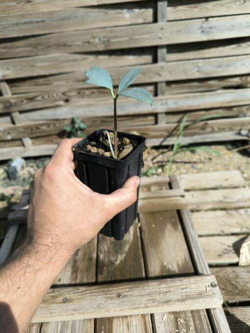 Amorphophallus glaucophyllus – Image 6