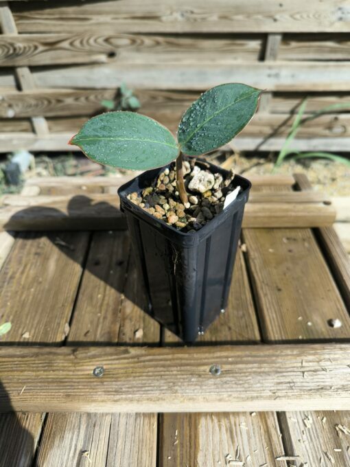 Amorphophallus macrophyllus – Image 3