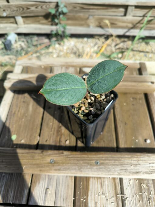 Amorphophallus macrophyllus – Image 5