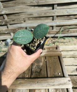 Amorphophallus macrophyllus "Bluto" 1 bulb