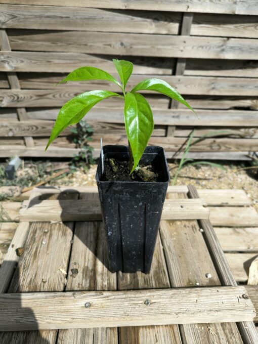 Amorphophallus titanum - Image 2