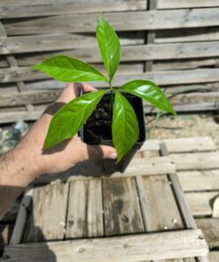 Amorphophallus titanum
