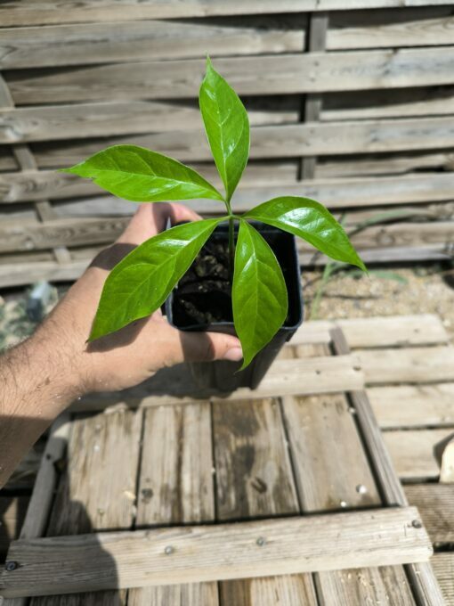 Amorphophallus titanum