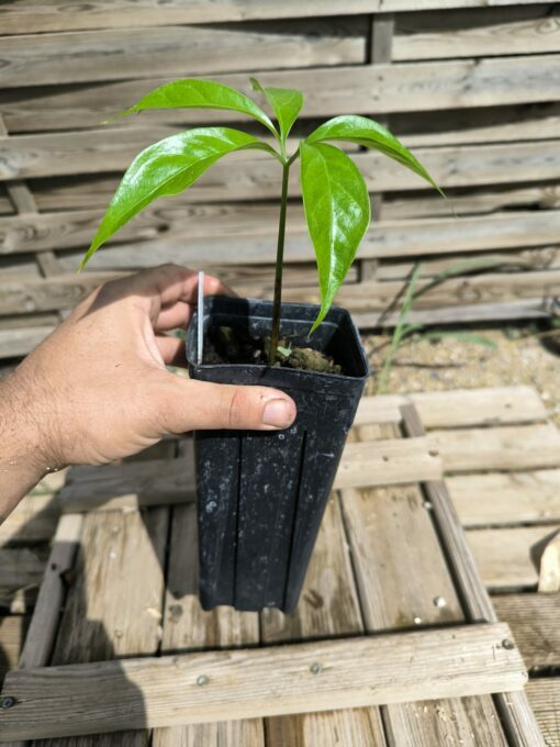 Amorphophallus titanum - Image 3