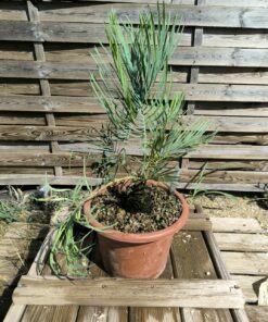 Cycas cairnsiana grafted onto C. revoluta CA71