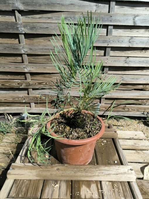 Cycas cairnsiana grafted onto C. revoluta CA71