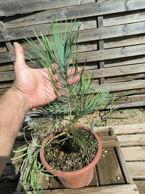 Cycas cairnsiana grafted onto C. revoluta CA71 - Image 3