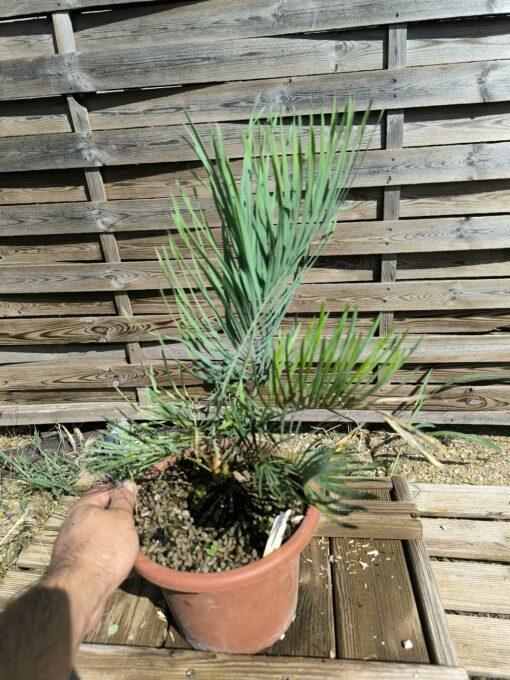 Cycas cairnsiana grafted onto C. revoluta CA71 - Image 6