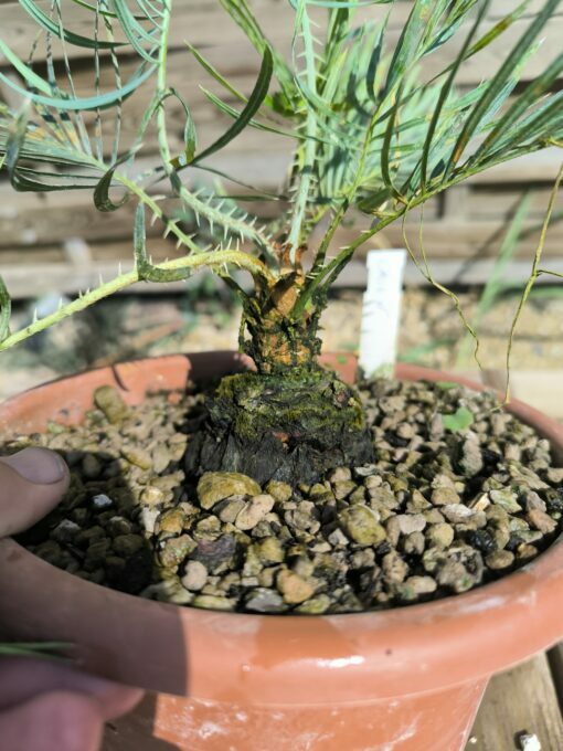 Cycas cairnsiana grafted onto C. revoluta CA71 - Image 9