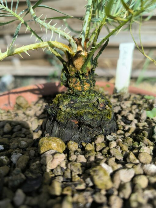 Cycas cairnsiana grafted onto C. revoluta CA71 - Image 7