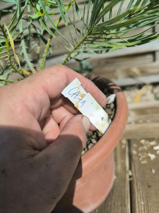 Cycas cairnsiana grafted onto C. revoluta CA71 - Image 8