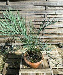 Cycas couttsiana grafted onto C. revoluta C70