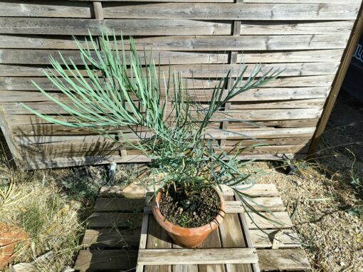 Cycas couttsiana grafted onto C. revoluta C70