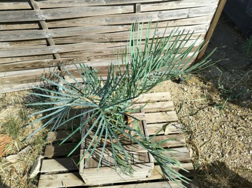 Cycas couttsiana grafted onto C. revoluta C70 - Image 4