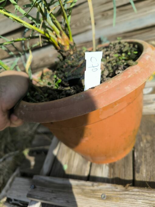 Cycas couttsiana grafted onto C. revoluta C70 - Image 3