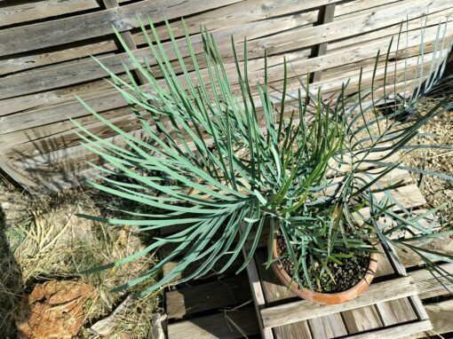 Cycas couttsiana grafted onto C. revoluta C70 - Image 11