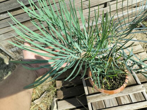 Cycas couttsiana grafted onto C. revoluta C70 - Image 10