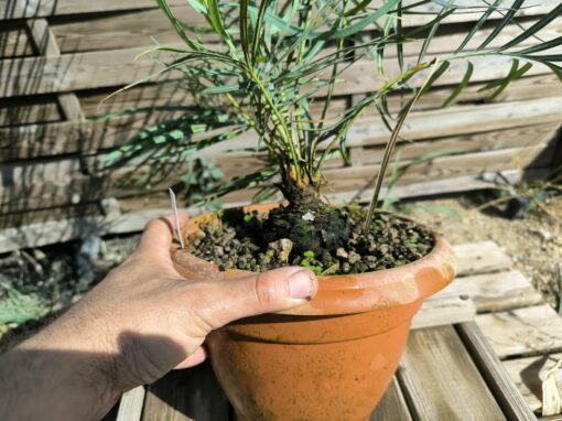 Cycas couttsiana grafted onto C. revoluta C70 - Image 2