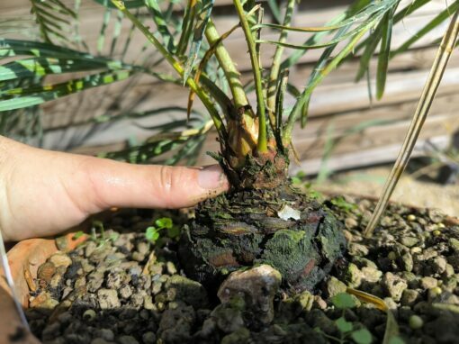 Cycas couttsiana grafted onto C. revoluta C70 - Image 8