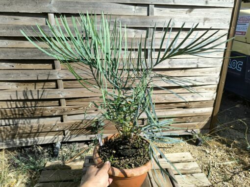 Cycas couttsiana grafted onto C. revoluta C70 - Image 9