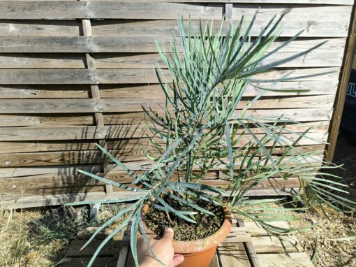 Cycas couttsiana grafted onto C. revoluta C70 - Image 6