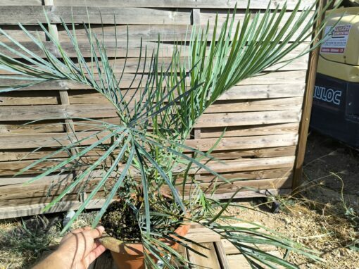 Cycas couttsiana grafted onto C. revoluta C70 - Image 7