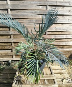 Cycas cupida grafted onto C. revoluta