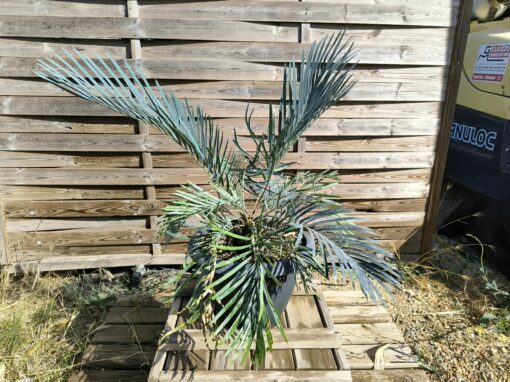 Cycas cupida greffé sur C. revoluta