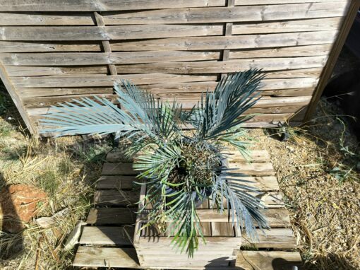 Cycas cupida greffé sur C. revoluta – Image 2
