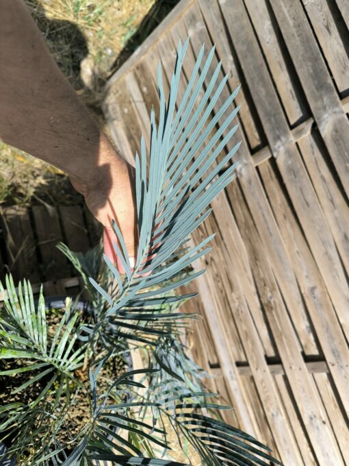 Cycas cupida greffé sur C. revoluta – Image 9